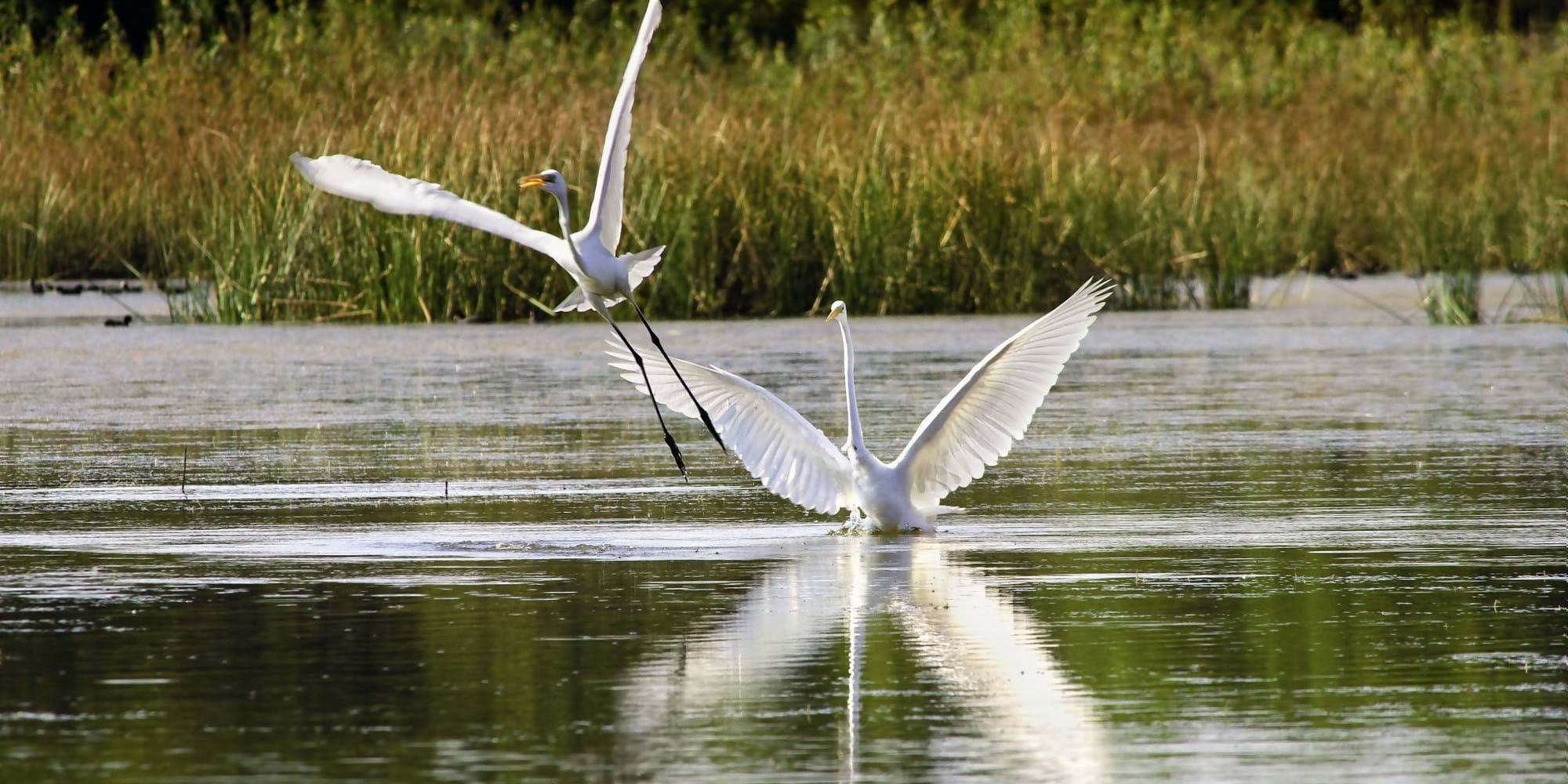 Birdwatching in Greece | Olympic Holidays